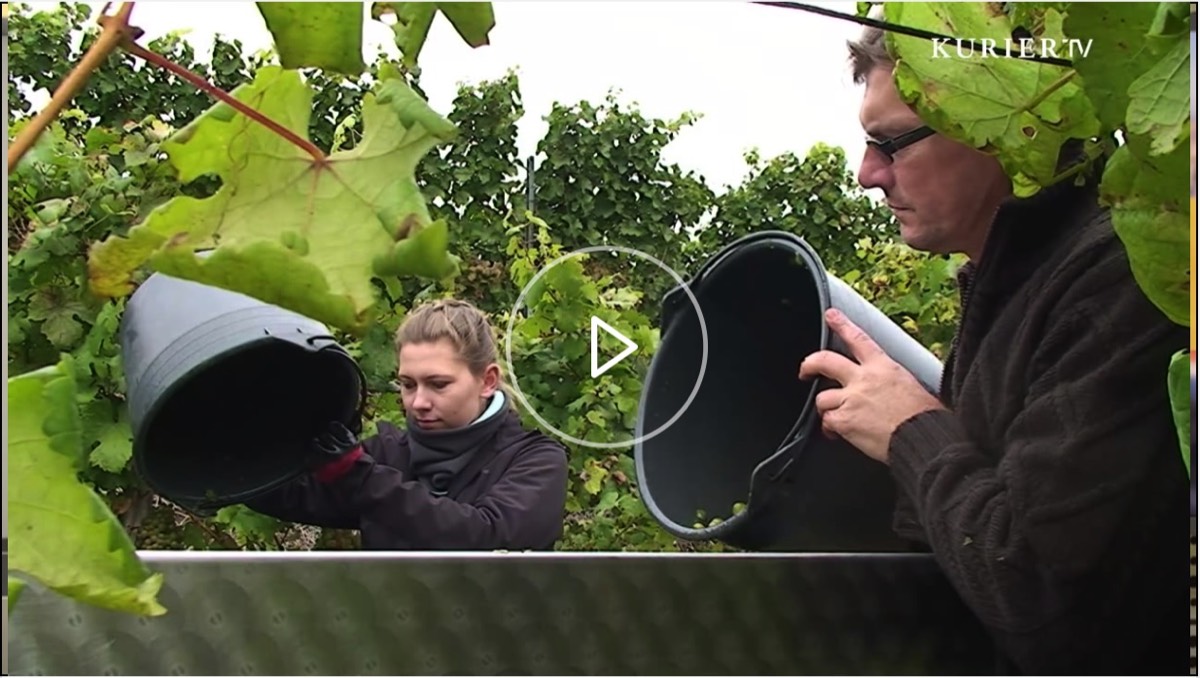 Weinbau Güntschl im Kurier-TV Magazin über den Wagram