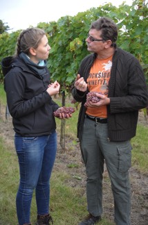 Weingarten am Wagram – Rebstöcke in den Löss-Rieden